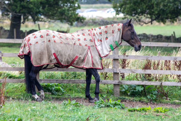 Welche Stalldecke passt zu meinem Pferd?